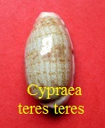 Cypraea (Talostolida) teres teres, Gmelin 1791